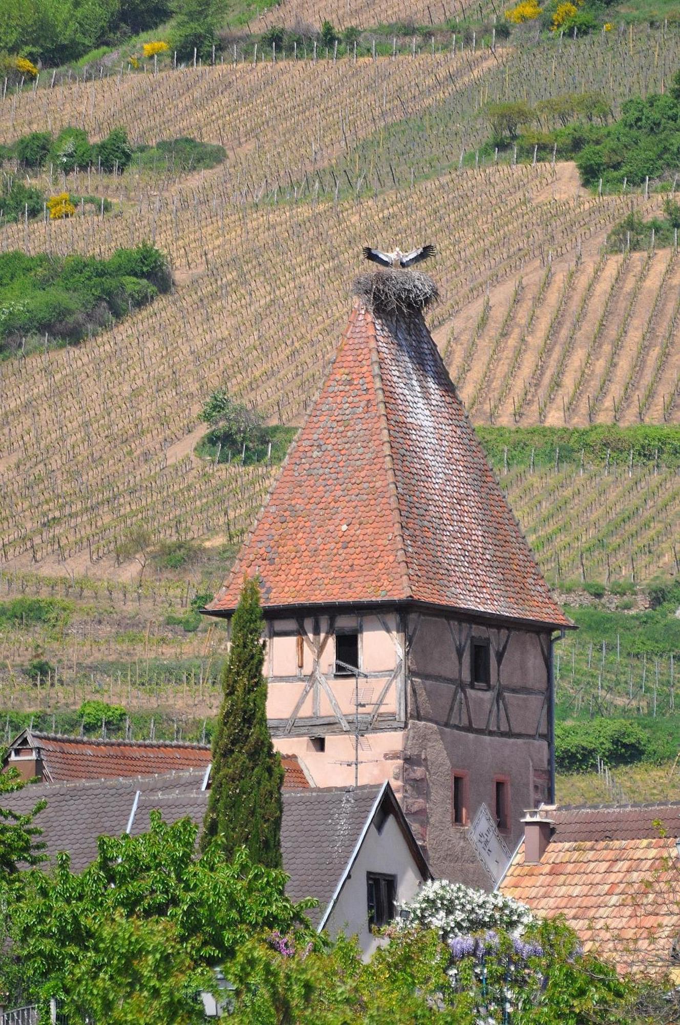 Gite Du Vignoble Ammerschwihr Exterior photo